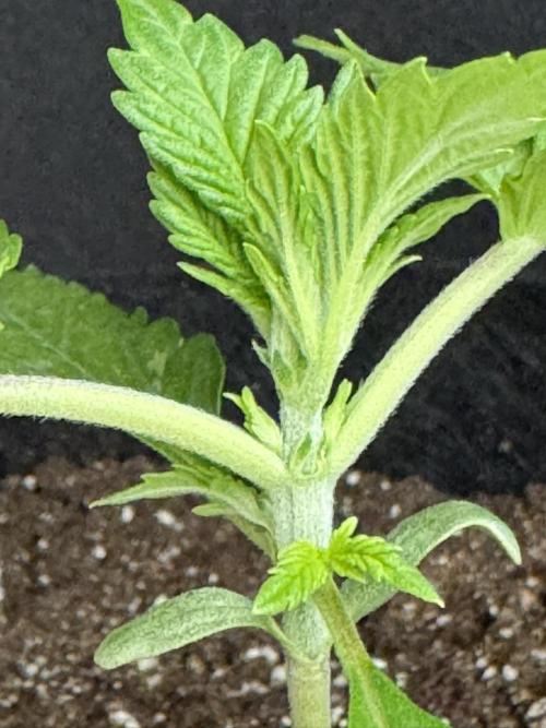 Sticky Broccoli Auto - Eternity Cup 2026. Week 1