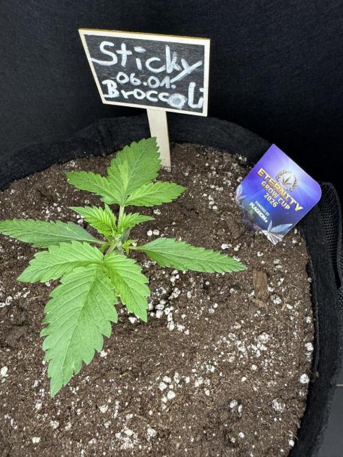 Sticky Broccoli Auto - Eternity Cup 2026. Week 1