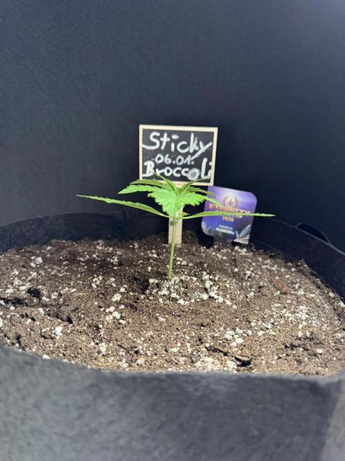 Sticky Broccoli Auto - Eternity Cup 2026. Week 1