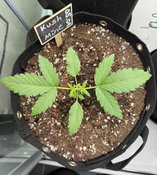 Kush Mint Auto - Super Strains. Week 2 - Day 14 - ein Tag nach Topping