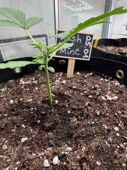 Kush Mint Auto - Super Strains. Week 2 - Day 14 - ein Tag nach Topping