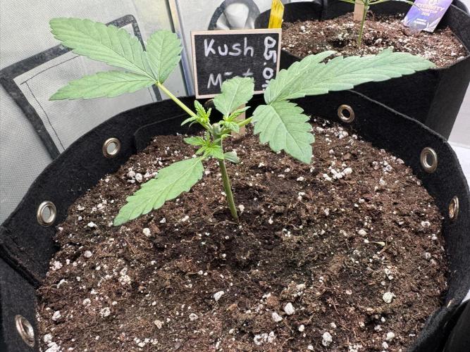 Kush Mint Auto - Super Strains. Week 2 - Day 14 - ein Tag nach Topping