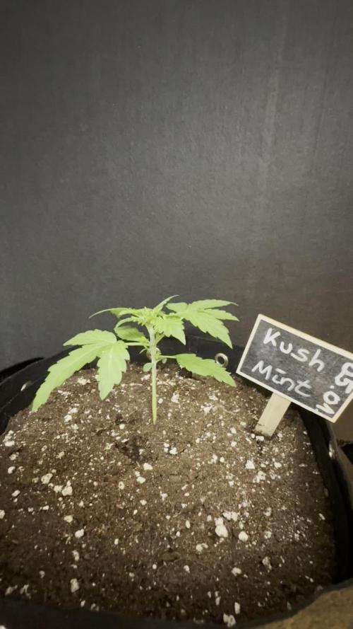 Kush Mint Auto - Super Strains