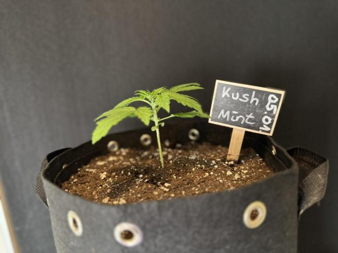 Kush Mint Auto - Super Strains. Week 2