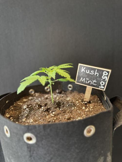 Kush Mint Auto - Super Strains. Week 2 - Day 13 - Topping