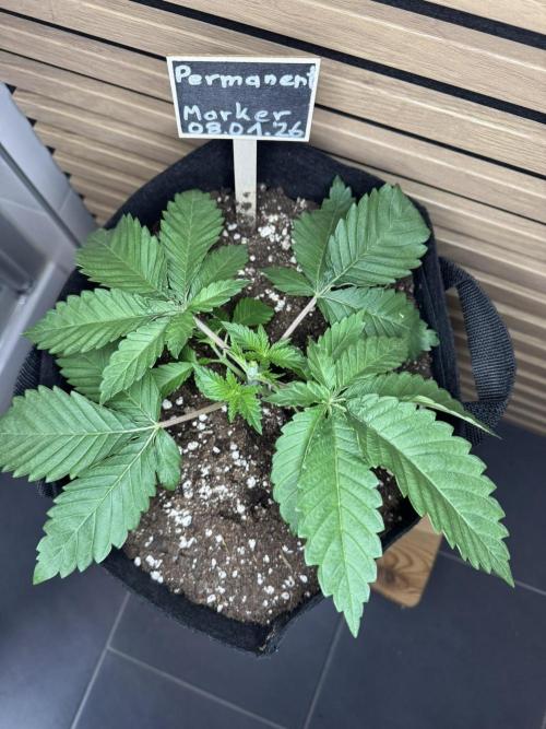 Permanent Marker. Week 2