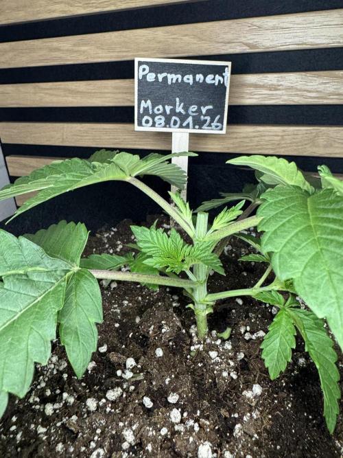 Permanent Marker. Week 2