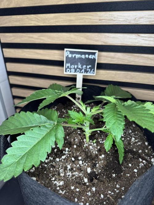 Permanent Marker. Week 2