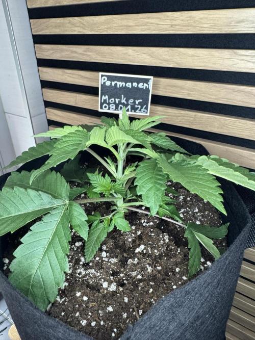 Permanent Marker. Week 2