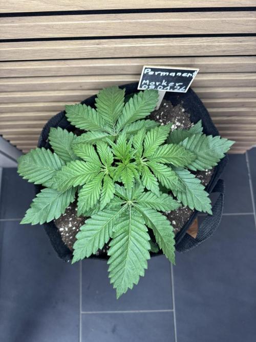 Permanent Marker. Week 2