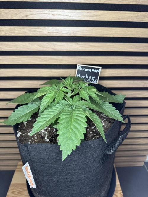 Permanent Marker. Week 2