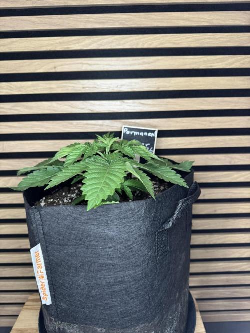 Permanent Marker. Week 2