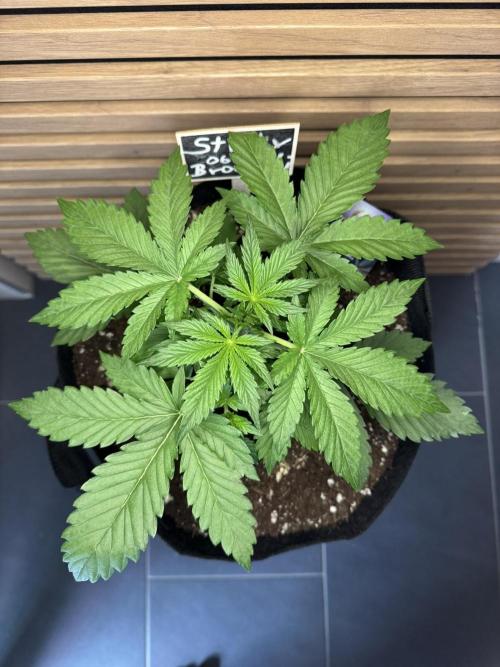 Sticky Broccoli Auto - Eternity Cup 2026. Week 2