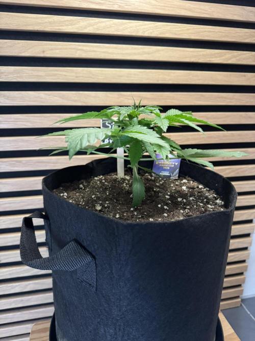 Sticky Broccoli Auto - Eternity Cup 2026. Week 2