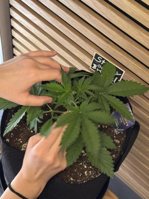 Sticky Broccoli Auto - Eternity Cup 2026. Week 2