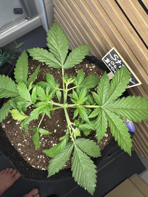 Sticky Broccoli Auto - Eternity Cup 2026. Week 2