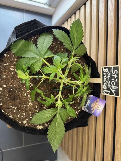 Sticky Broccoli Auto - Eternity Cup 2026. Week 2