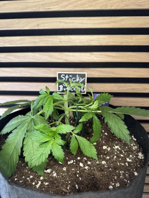 Sticky Broccoli Auto - Eternity Cup 2026. Week 2