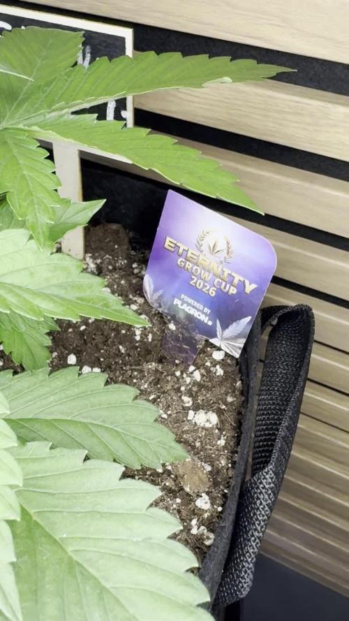 Sticky Broccoli Auto - Eternity Cup 2026