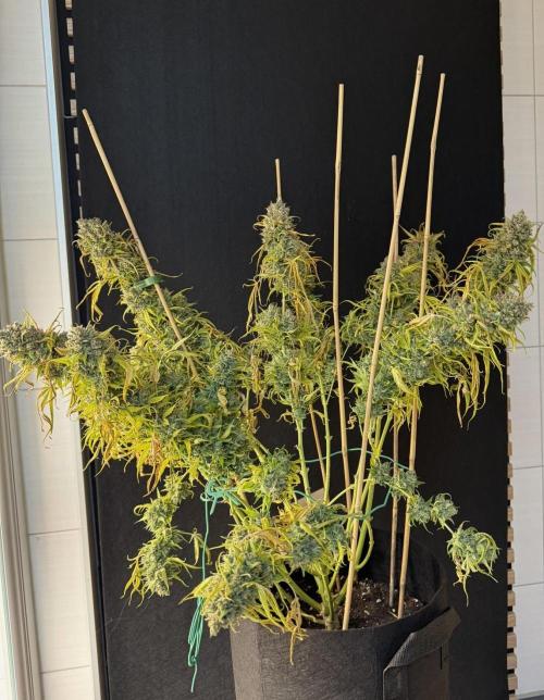 Cinderella Jack (Auto). Week 12