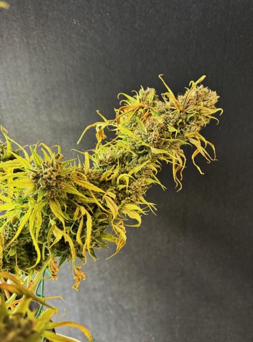 Cinderella Jack (Auto). Week 12