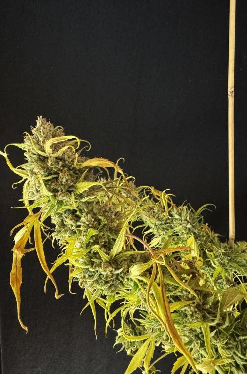 Cinderella Jack (Auto). Week 12