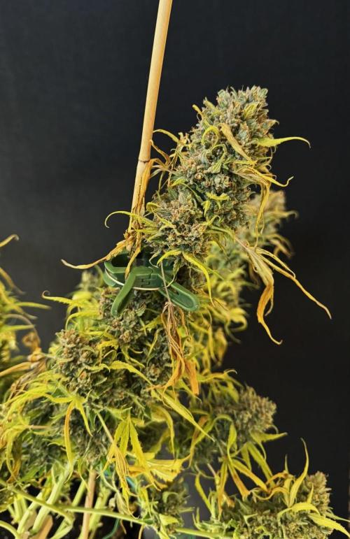 Cinderella Jack (Auto). Week 12