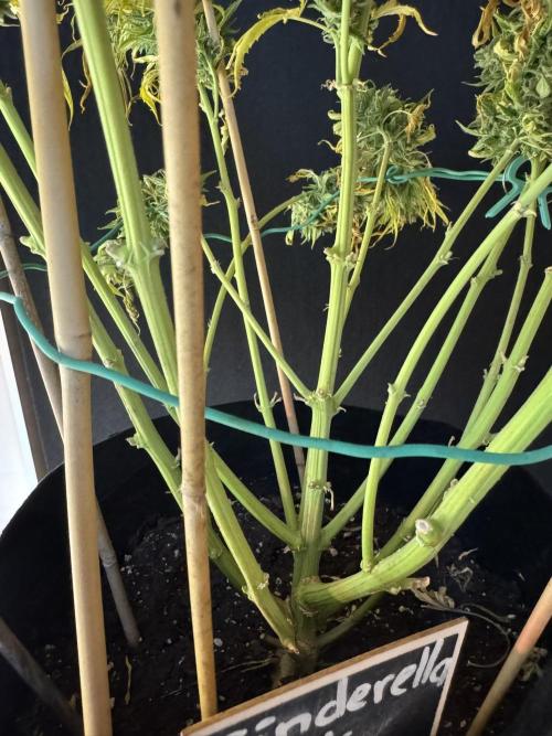 Cinderella Jack (Auto). Week 12