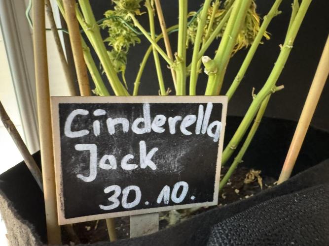 Cinderella Jack (Auto). Week 12