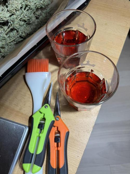 Sour Jealousy Auto. Week 12 - curing setup :)