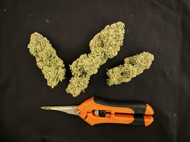 Sour Jealousy Auto. Week 12 - Zum Größenvergleich