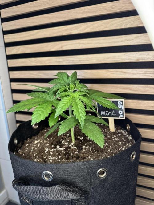 Kush Mint Auto - Super Strains. Week 3