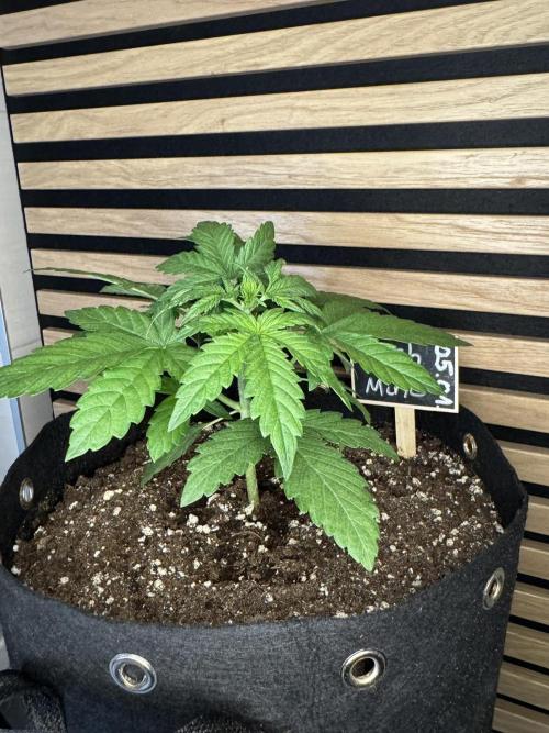 Kush Mint Auto - Super Strains. Week 3