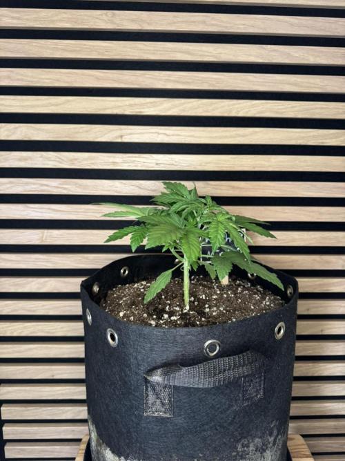 Kush Mint Auto - Super Strains. Week 3