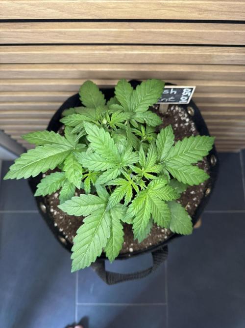 Kush Mint Auto - Super Strains. Week 3