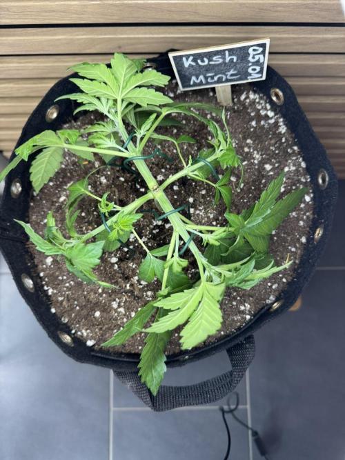 Kush Mint Auto - Super Strains. Week 3