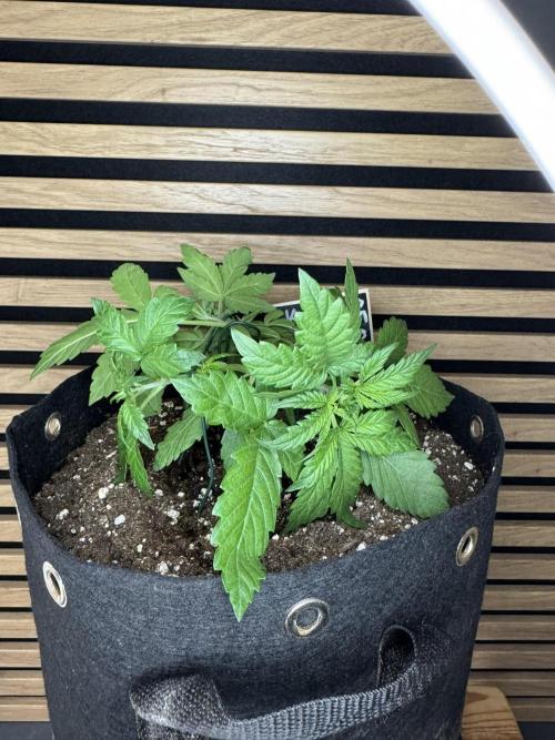 Kush Mint Auto - Super Strains. Week 3