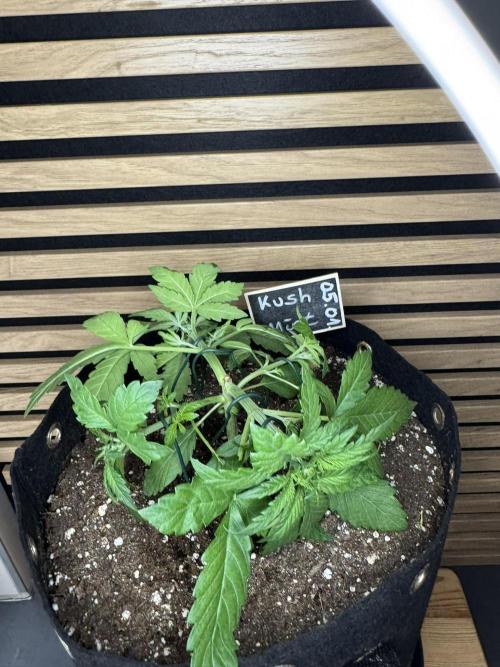 Kush Mint Auto - Super Strains. Week 3