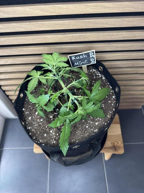 Kush Mint Auto - Super Strains. Week 3