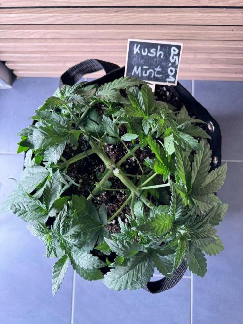 Kush Mint Auto - Super Strains. Week 3 - zwei Tage nach LST + erneutes LST