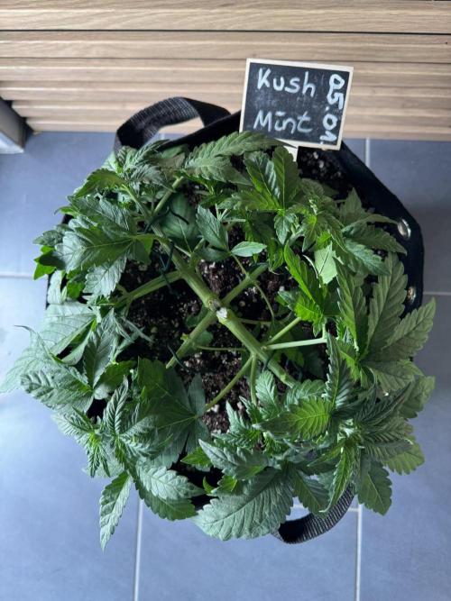 Kush Mint Auto - Super Strains. Week 3 - zwei Tage nach LST + erneutes LST