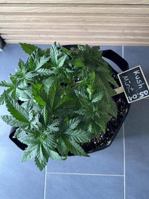 Kush Mint Auto - Super Strains. Week 3 - 2nd day after LST - 2ter Tag nach Low Stress Training