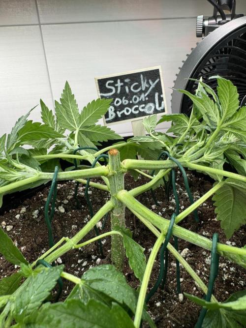 Sticky Broccoli Auto - Eternity Cup 2026. Week 2