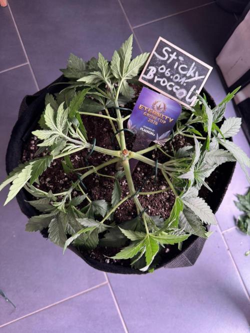 Sticky Broccoli Auto - Eternity Cup 2026. Week 2 - 2tes Mal LST