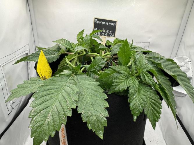 Permanent Marker. Week 2 - der Marker im Zelt