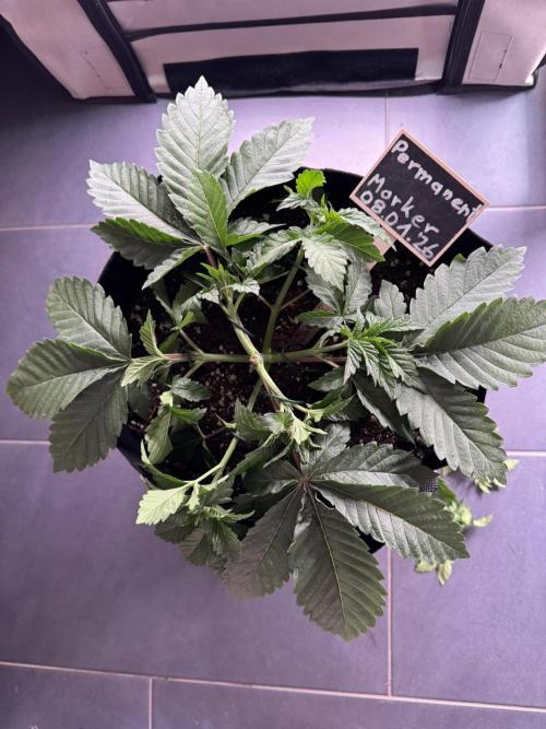 Permanent Marker. Week 2 - erneutes LST