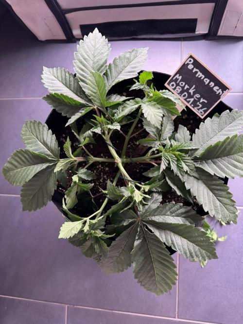 Permanent Marker. Week 2 - erneutes LST