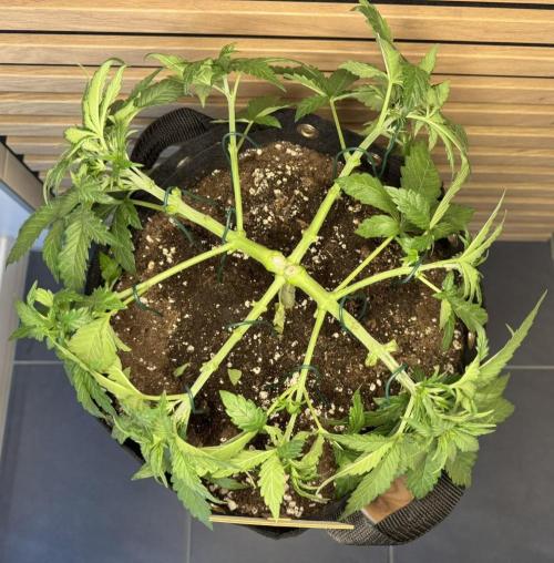 Kush Mint Auto - Super Strains. Week 4