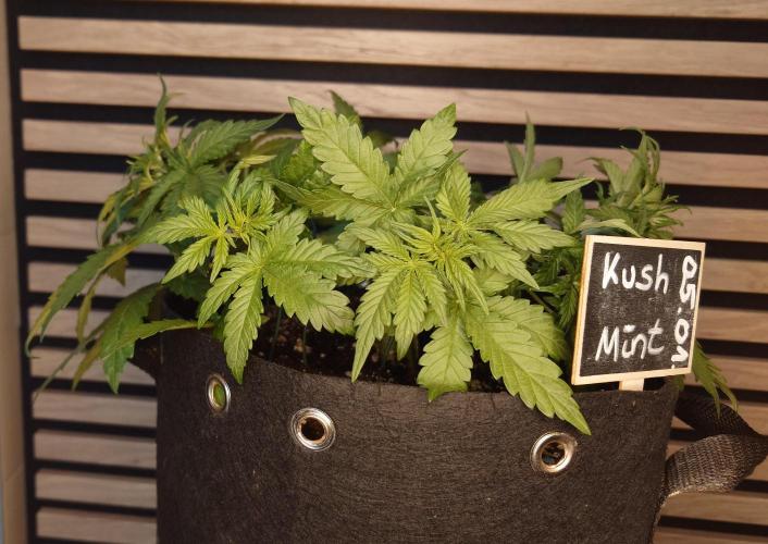Kush Mint Auto - Super Strains. Week 4
