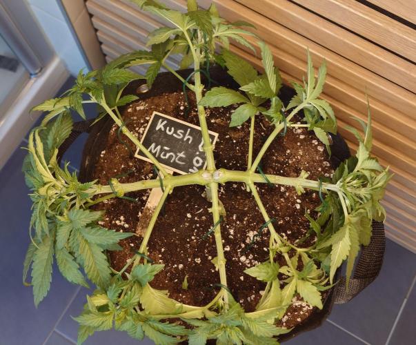 Kush Mint Auto - Super Strains. Week 4